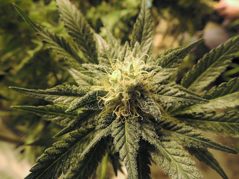 10 Cheap Pot Stocks To Buy