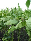 Top 20 Tobacco Growing Countries in the World