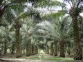 12 Biggest Palm Oil Companies In The World