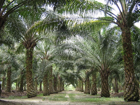 Biggest Palm Oil Companies In The World