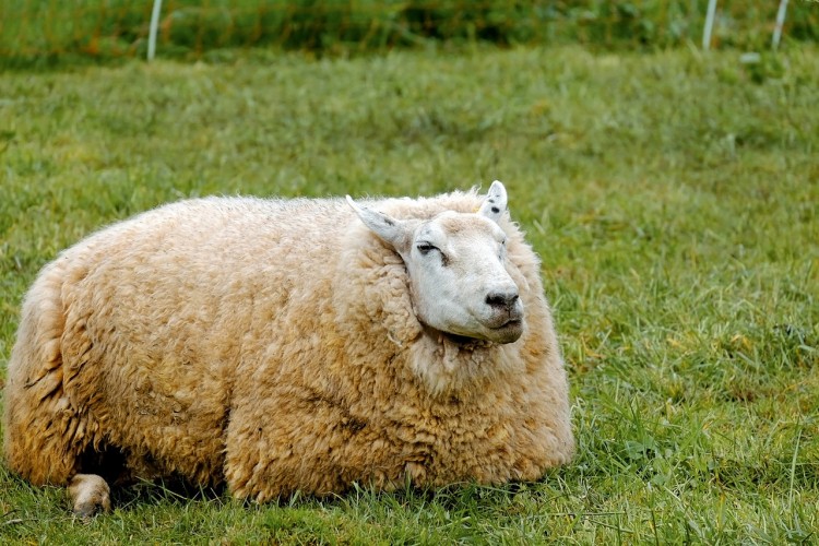  Countries that Produce the Most Sheep's Wool in the World
