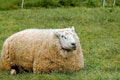 8 Countries that Produce the Most Sheep's Wool in the World