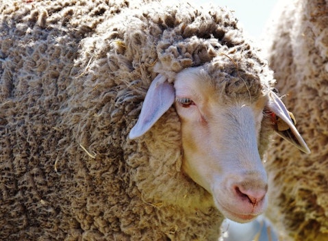 Countries that Produce the Most Sheep's Wool in the World
