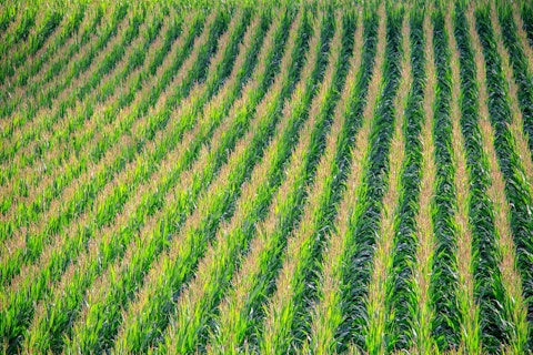 15 States That Produce the Most Corn