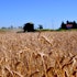 20 Countries that Produce the Most Wheat