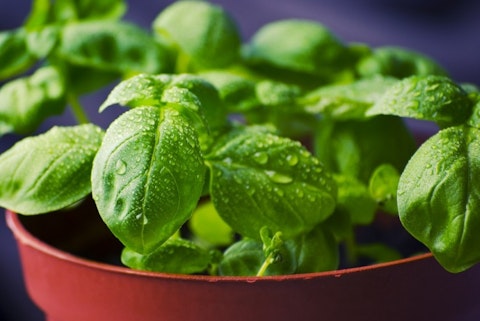 11 Easiest Edible Plants to Grow Indoors 