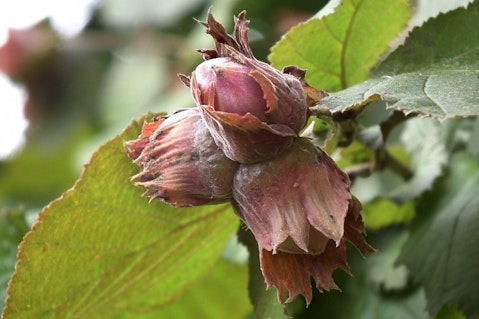 6 Largest Hazelnut Producing Countries In the World