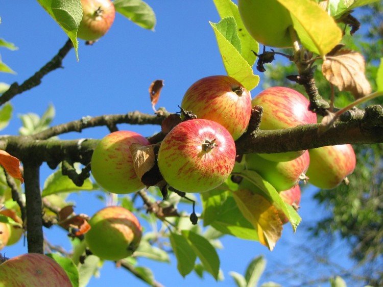 15 Best Apple and Pumpkin Picking Farms Near New York City or New Jersey 