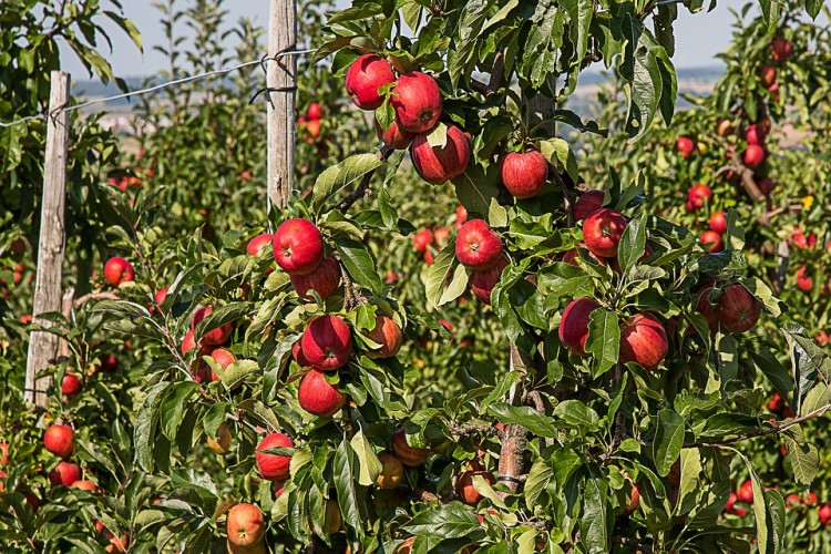 15 Best Apple and Pumpkin Picking Farms Near New York City or New Jersey 