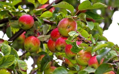 15 Best Apple and Pumpkin Picking Farms Near New York City or New Jersey