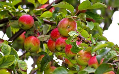 15 Best Apple and Pumpkin Picking Farms Near New York City or New Jersey