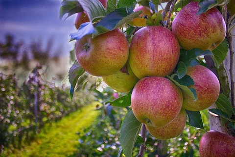 15 Best Apple and Pumpkin Picking Farms Near New York City or New Jersey 