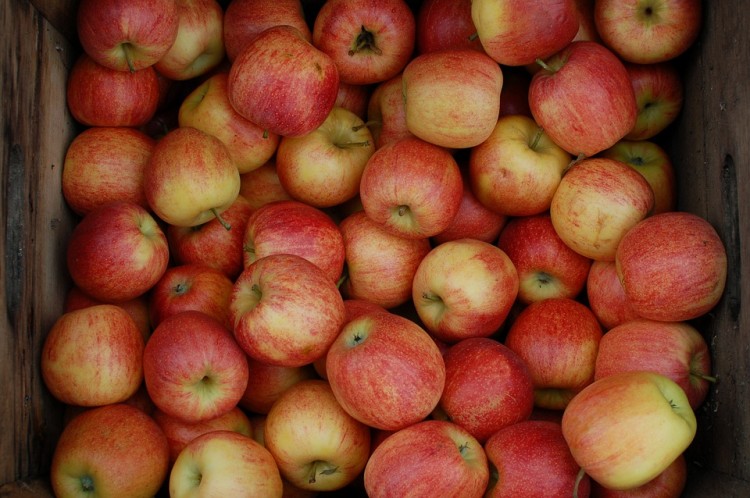 15 Best Apple and Pumpkin Picking Farms Near New York City or New Jersey 