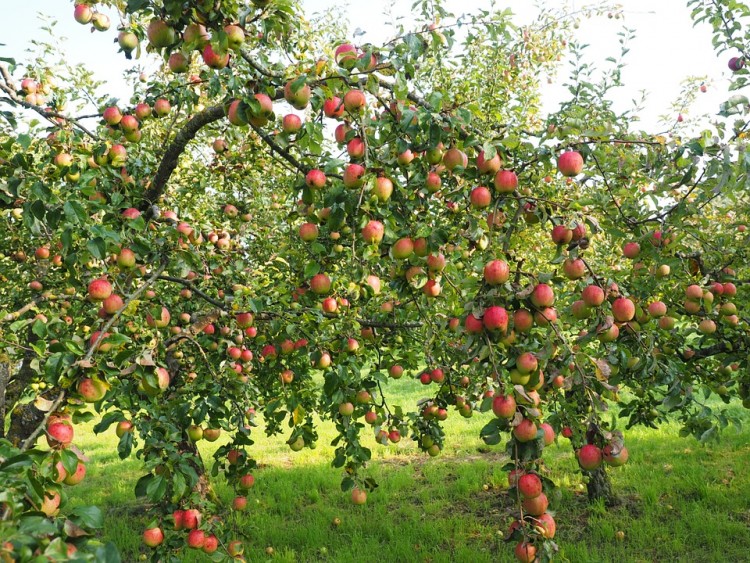 15 Best Apple and Pumpkin Picking Farms Near New York City or New Jersey 