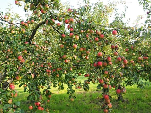 15 Best Apple and Pumpkin Picking Farms Near New York City or New Jersey