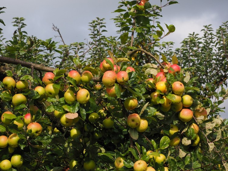 15 Best Apple and Pumpkin Picking Farms Near New York City or New Jersey 