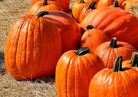 15 Best Apple and Pumpkin Picking Farms Near New York City or New Jersey