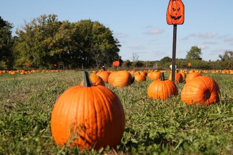 15 Best Apple and Pumpkin Picking Farms Near New York City or New Jersey