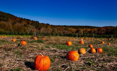 15 Best Apple and Pumpkin Picking Farms Near New York City or New Jersey 