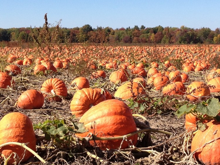 15 Best Apple and Pumpkin Picking Farms Near New York City or New Jersey 