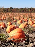 15 Best Apple and Pumpkin Picking Farms Near New York City or New Jersey