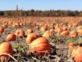 15 Best Apple and Pumpkin Picking Farms Near New York City or New Jersey