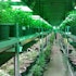 10 Medical Marijuana Stocks to Buy Now