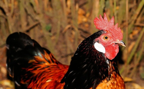7 Easiest Farm Animals to Raise For Profit 