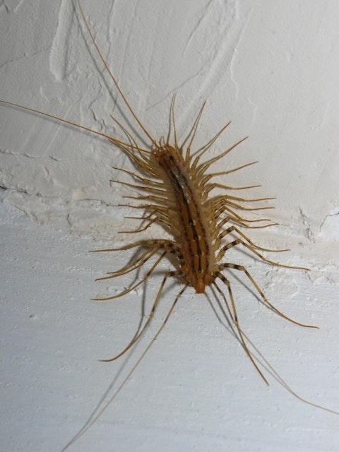 10 Most Annoying Bugs Found in Your House