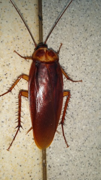 10 Most Annoying Bugs Found in Your House