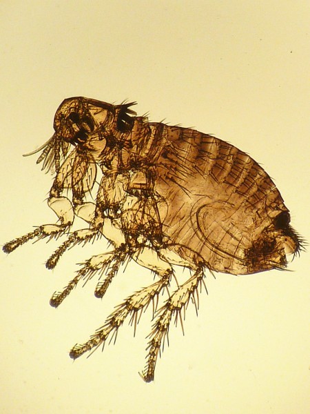 10 Most Annoying Bugs Found in Your House