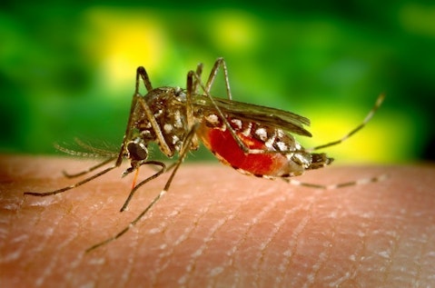 Top 10 Countries With Zika Virus in Americas