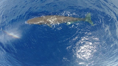 6 Longest Animals in the World