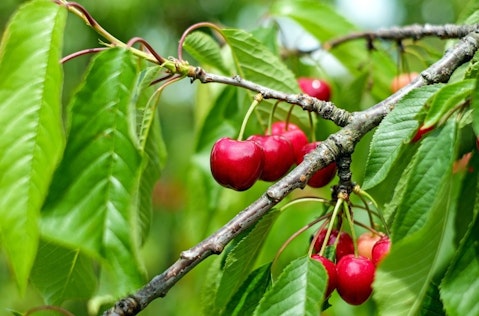 7 Easiest Dwarf Fruit Trees To Grow in Containers or Mini Garden
