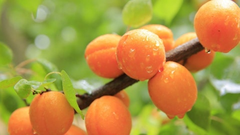 7 Easiest Dwarf Fruit Trees To Grow in Containers or Mini Garden