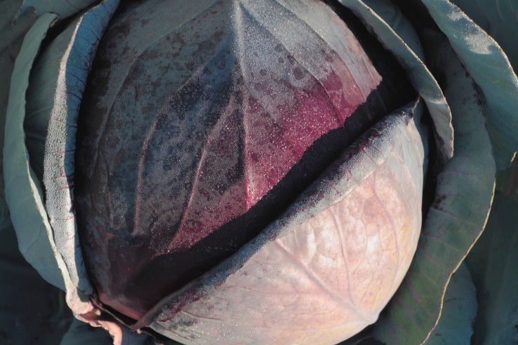 10 Easiest Fiber Foods to Digest 