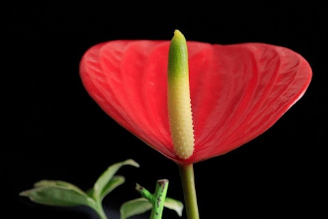 10 Easiest Flowers To Grow Indoors