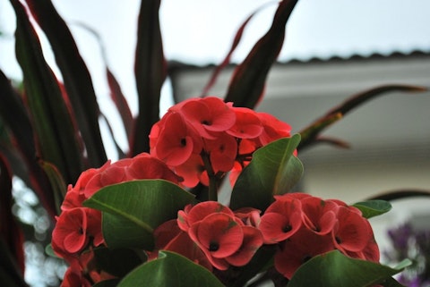 10 Easiest Flowers To Grow Indoors