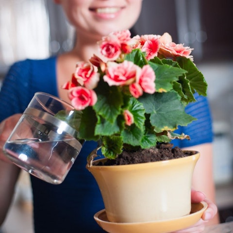 10 Easiest Flowers To Grow Indoors