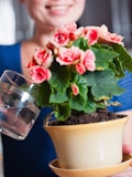 17 Easiest Indoor Plants to Grow from Seed
