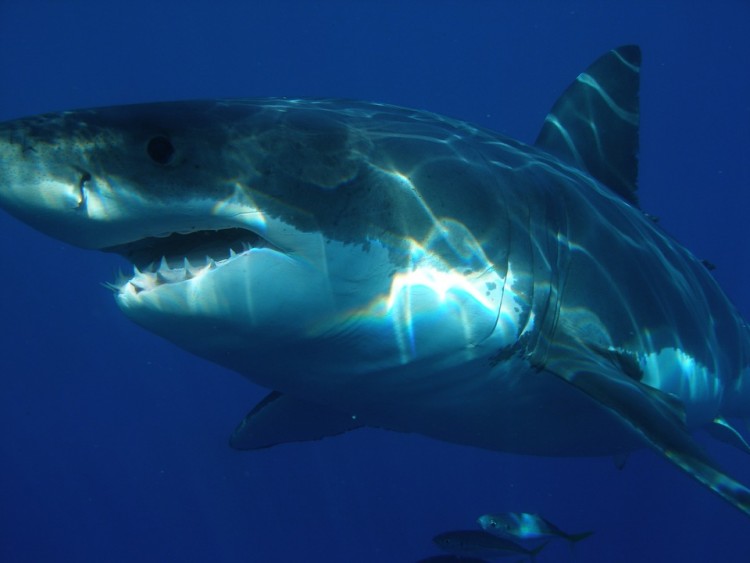  Most Aggressive Sharks In The World