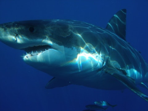 Most Aggressive Sharks In The World