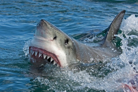 Most Aggressive Sharks In The World