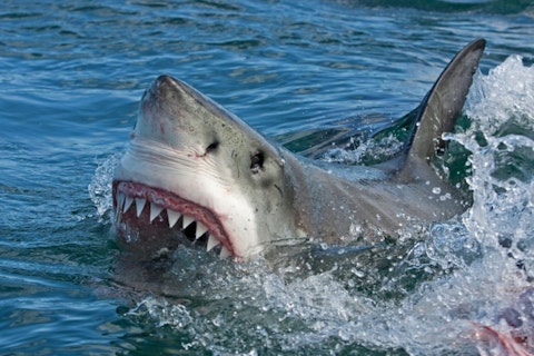 10 Horrific Shark Attack Videos Caught on Tape