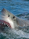 10 Horrific Shark Attack Videos Caught on Tape