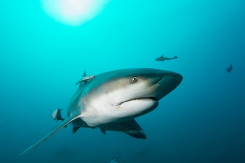 Most Aggressive Sharks In The World
