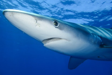 Most Aggressive Sharks In The World