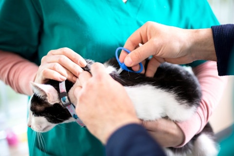 9 Highest Paying Countries for Veterinarians