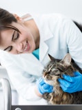 9 Highest-Paying Countries for Veterinarians