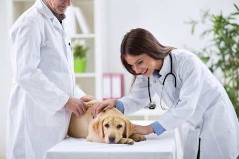 9 Highest Paying Countries for Veterinarians